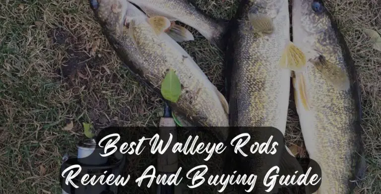 Best Walleye Rods Review And Buying Guide