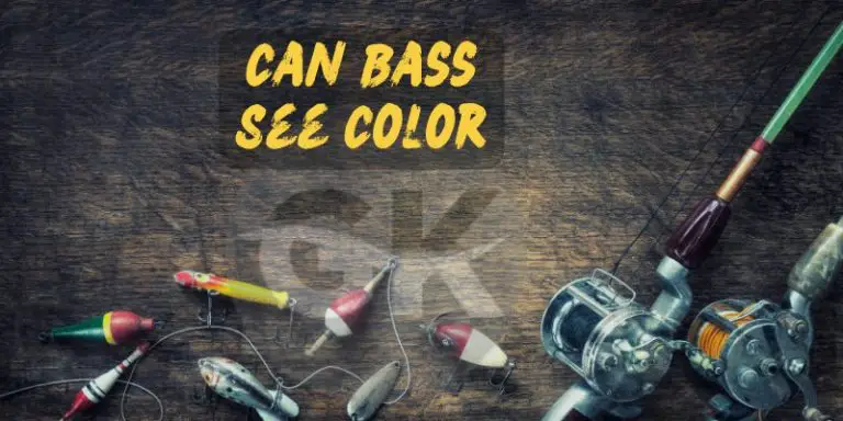 Can Bass See Color