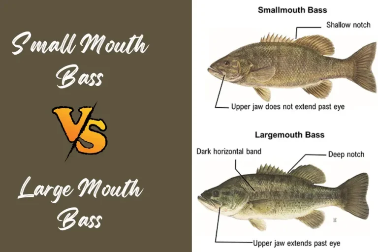 Battle Of The Best Bass: Smallmouth Vs Largemouth Bass