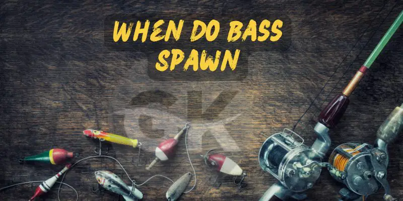 When Do Bass Spawn