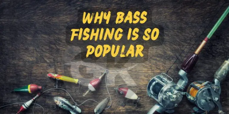 Why Bass Fishing is So Popular